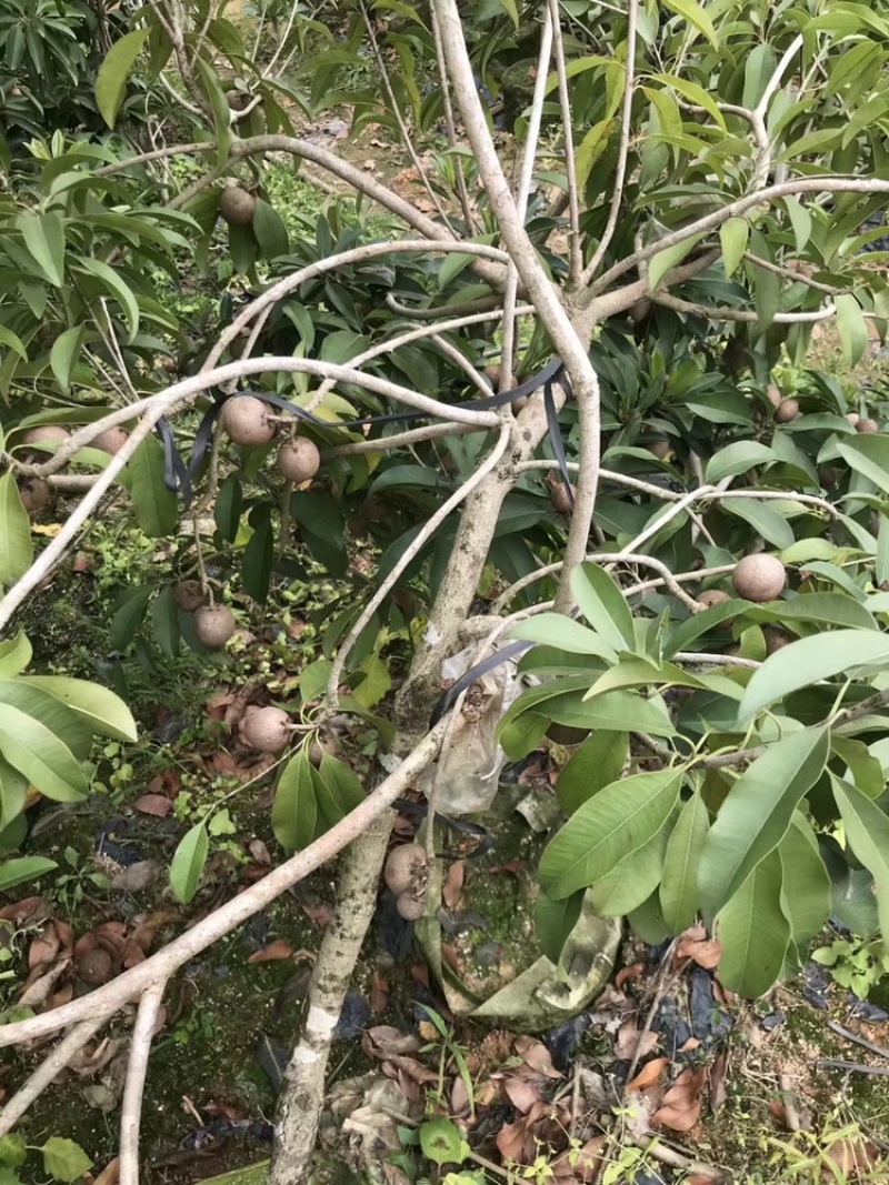 人心果苗四季人心果苗常年挂果南北方种植