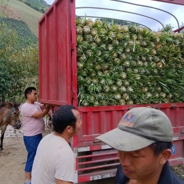 云南香水菠萝产地一手货源，