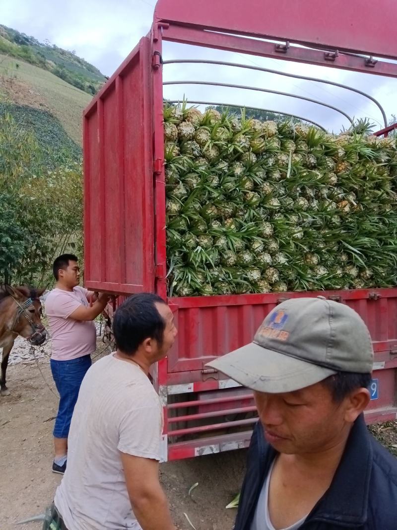 云南香水菠萝产地一手货源，