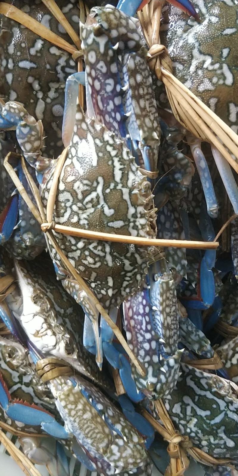 花蟹，蓝花蟹速冻，肉质饱满鲜美，2/3个一斤