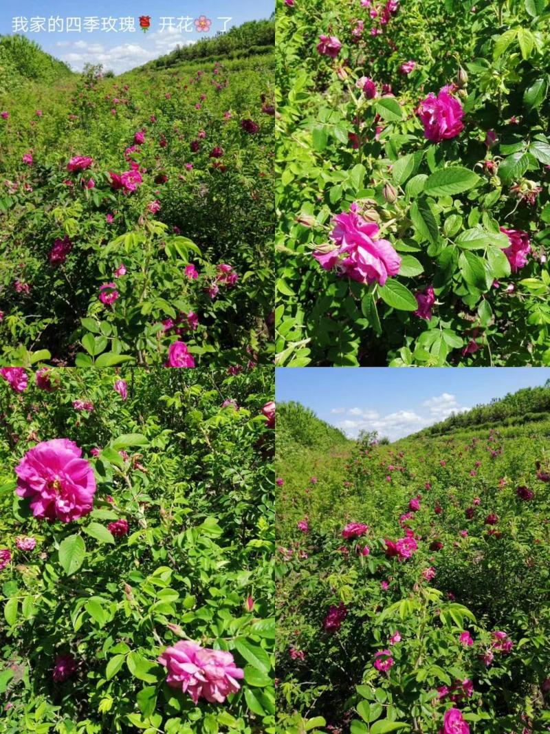 四季玫瑰多季刺玫扦插小苗东北耐寒花灌木量大从优