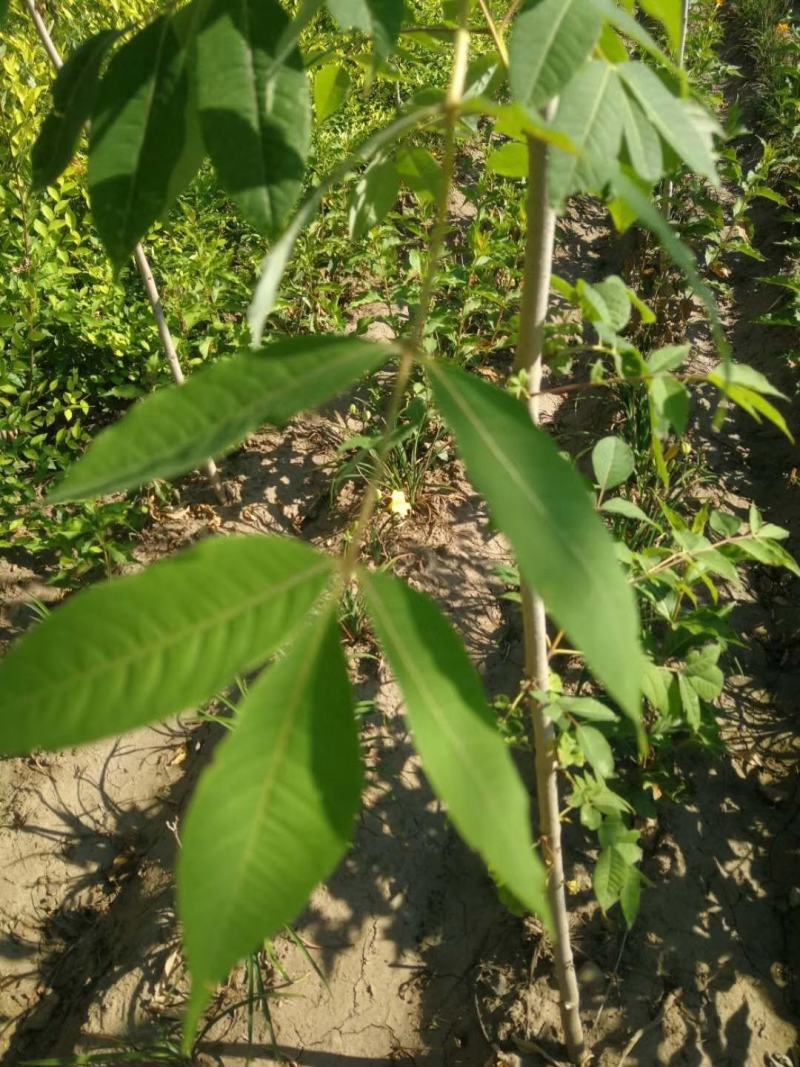 供应黄柏小苗市场前景可观量大从优