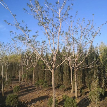 供应黄柏小苗市场前景可观量大从优