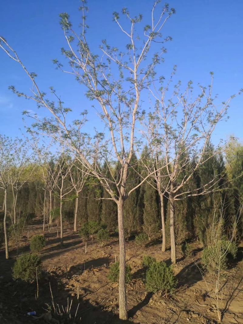 供应黄柏小苗市场前景可观量大从优