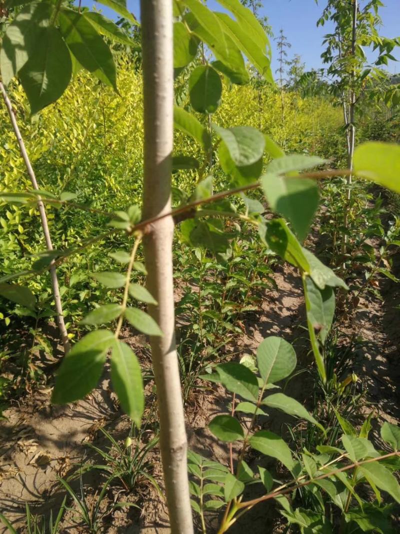 供应黄柏小苗市场前景可观量大从优