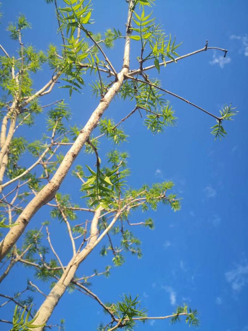 供应黄柏小苗市场前景可观量大从优