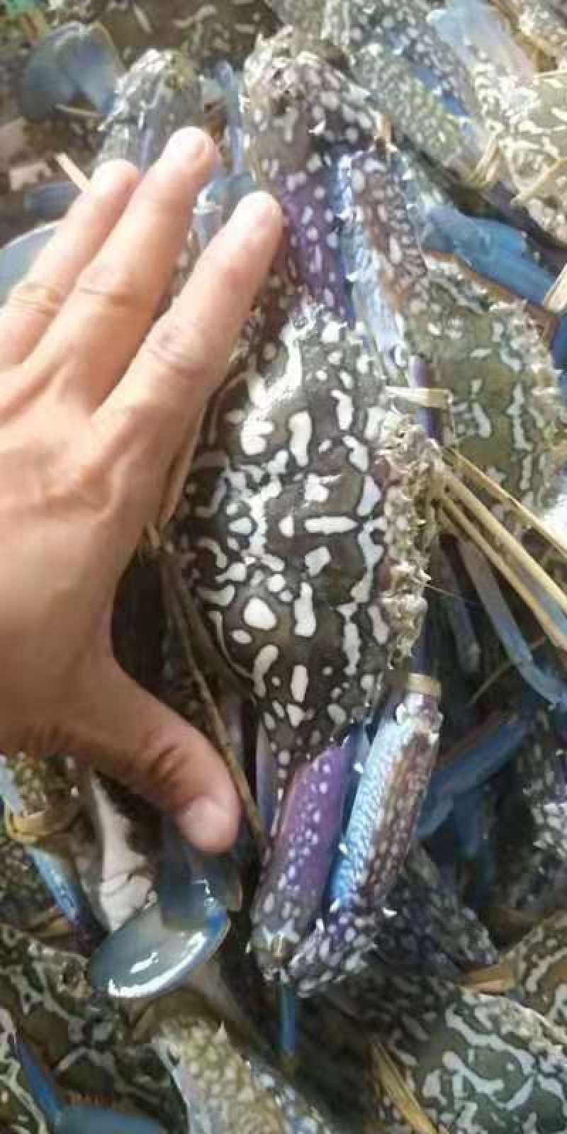 蓝花蟹，鲜活花蟹，浅网蓝花蟹耐养，适合水车空运运输损耗小