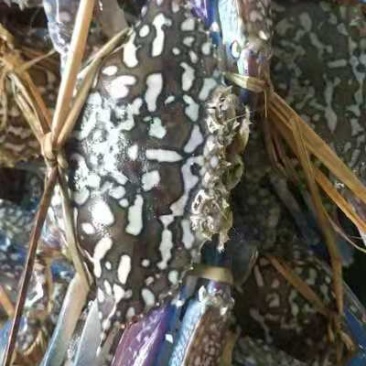 蓝花蟹，鲜活花蟹，浅网蓝花蟹耐养，适合水车空运运输损耗小
