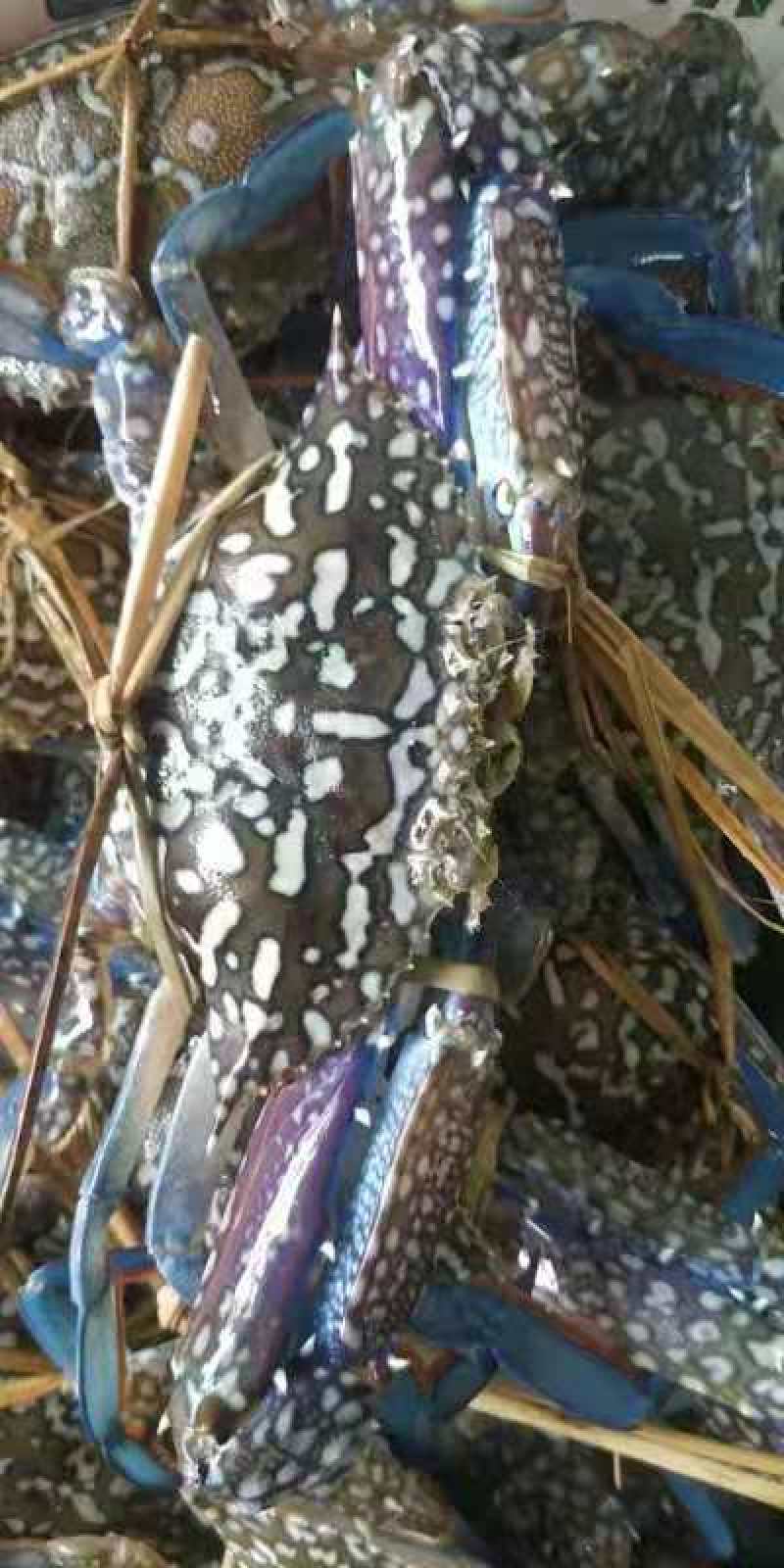 蓝花蟹，鲜活花蟹，浅网蓝花蟹耐养，适合水车空运运输损耗小