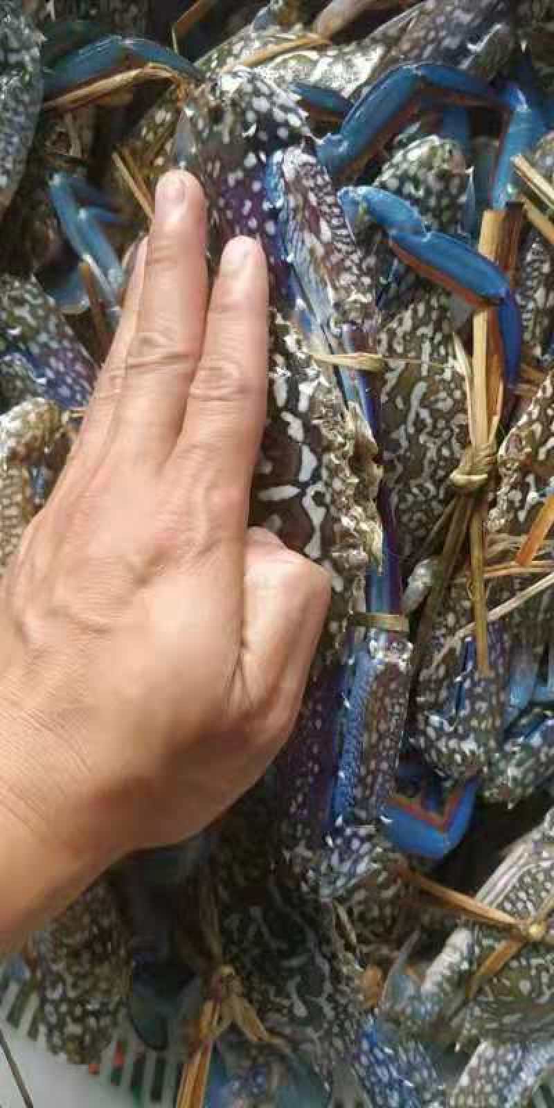 蓝花蟹，鲜活花蟹，浅网蓝花蟹耐养，适合水车空运运输损耗小