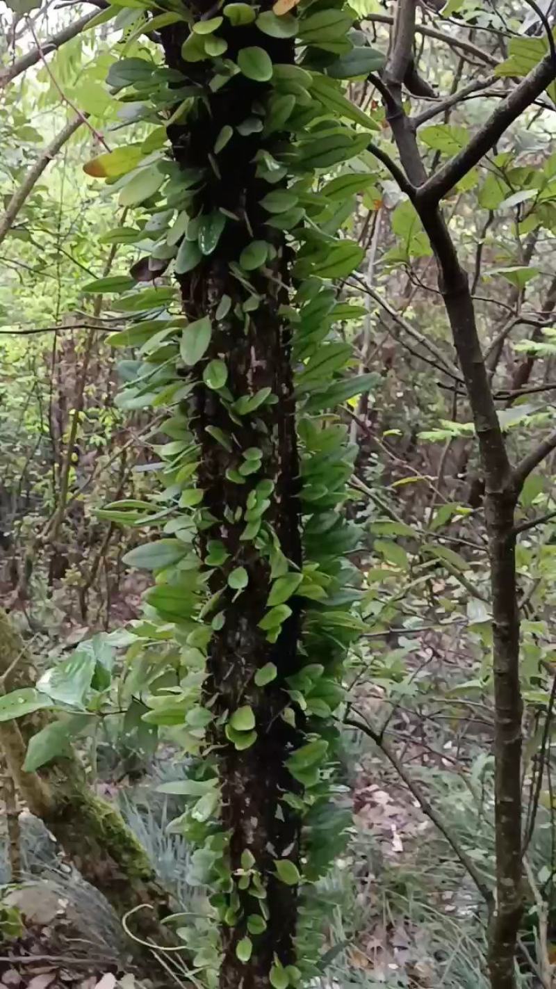 抱石莲，瓜子金，鲜货。下单现采。