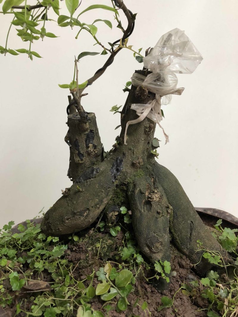 金弹子盆景