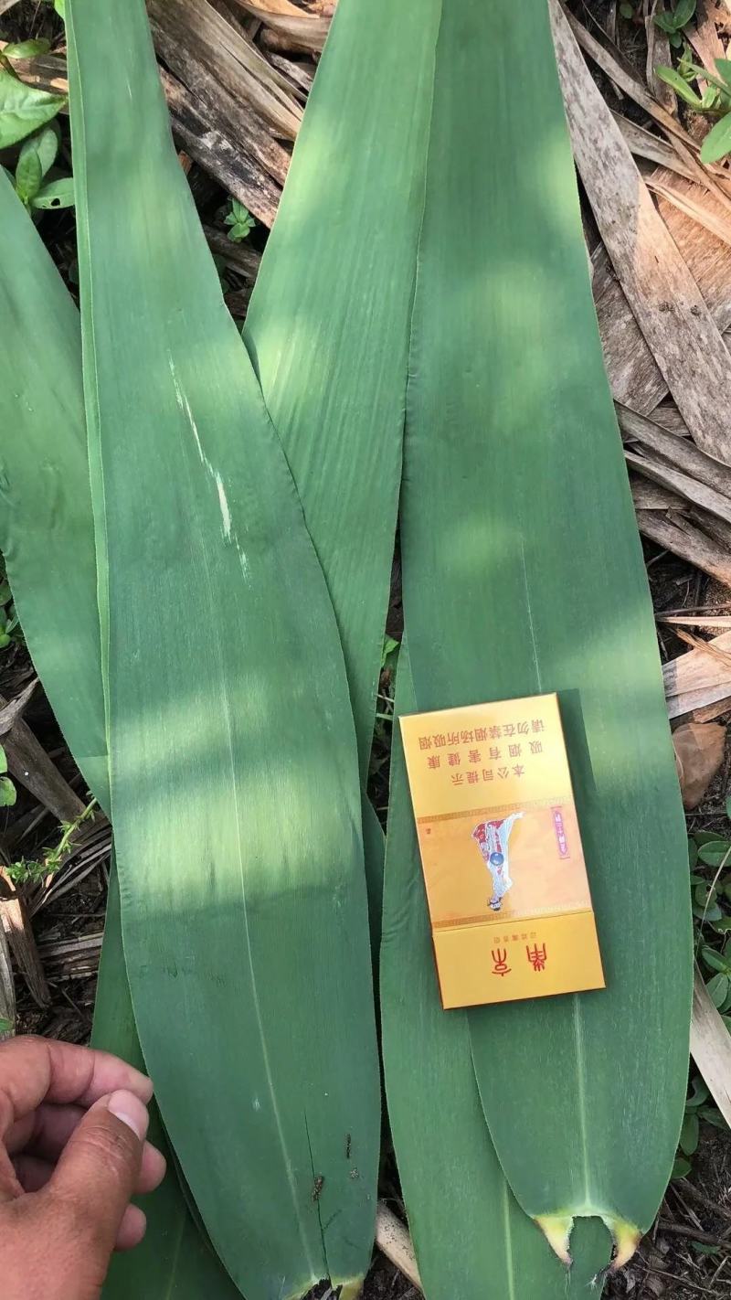 粽叶，新鲜芦苇叶，质量保证全国批发零售。