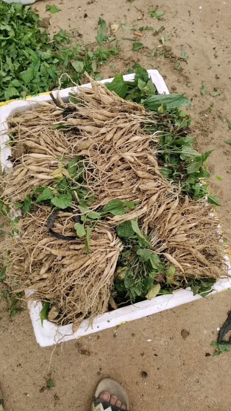 百部苗基地直销技术指导包回收