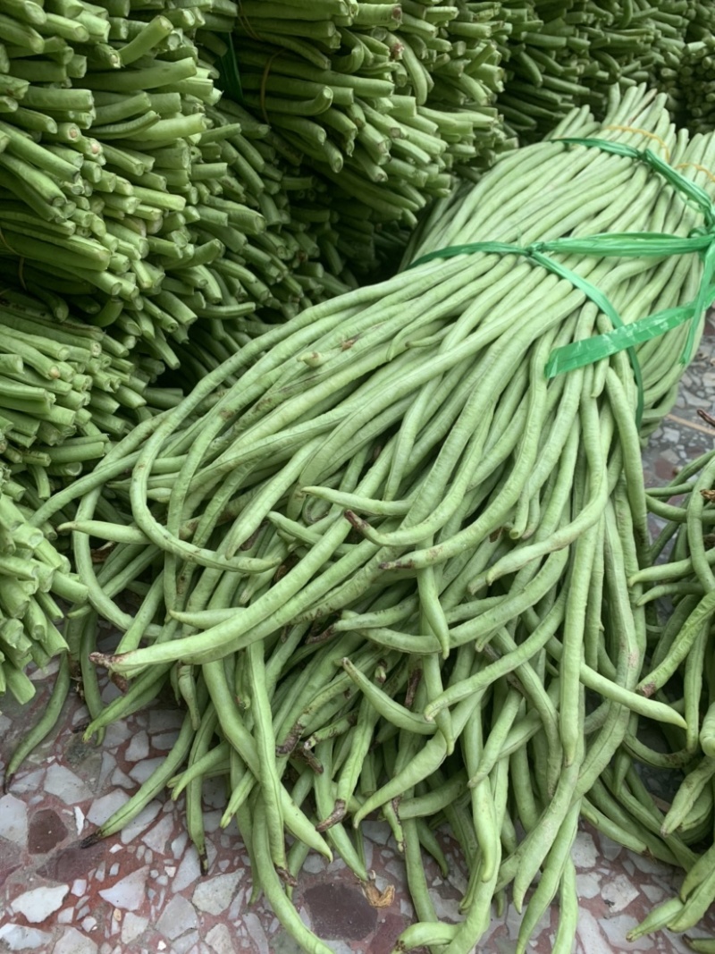 广西玉林市博白县博白镇青豆角现有长豆角大量上市！