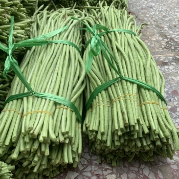 广西玉林市博白县博白镇青豆角现有长豆角大量上市！