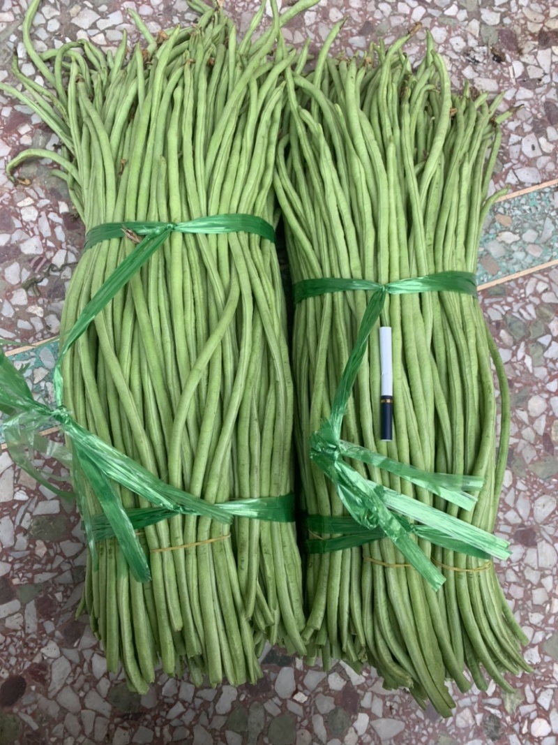 广西玉林市博白县博白镇青豆角现有长豆角大量上市！
