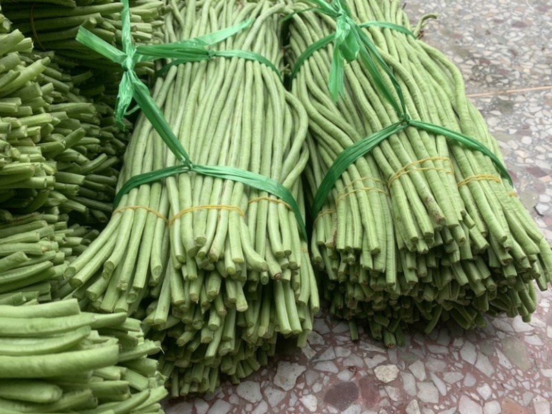 广西玉林市博白县博白镇青豆角现有长豆角大量上市！