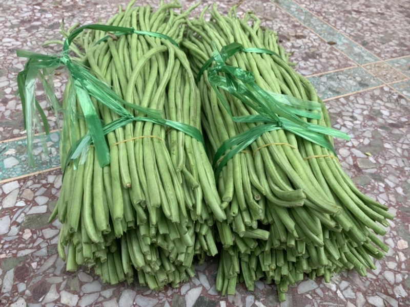 广西玉林市博白县博白镇青豆角现有长豆角大量上市！