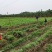 百部苗基地直销技术指导包回收