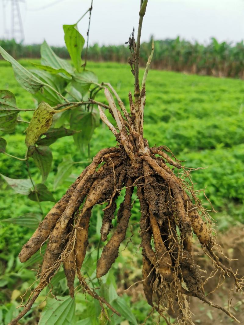 百部苗基地直销技术指导包回收