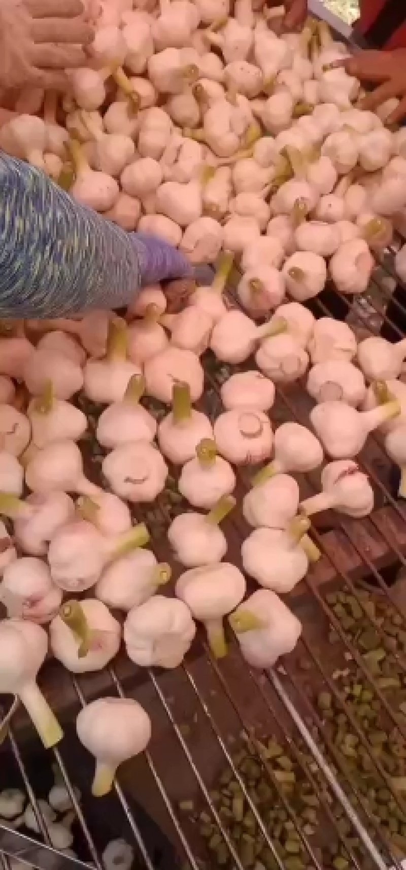 扒皮蒜，水洗蒜，，，蒜头，产地直供优价廉，
