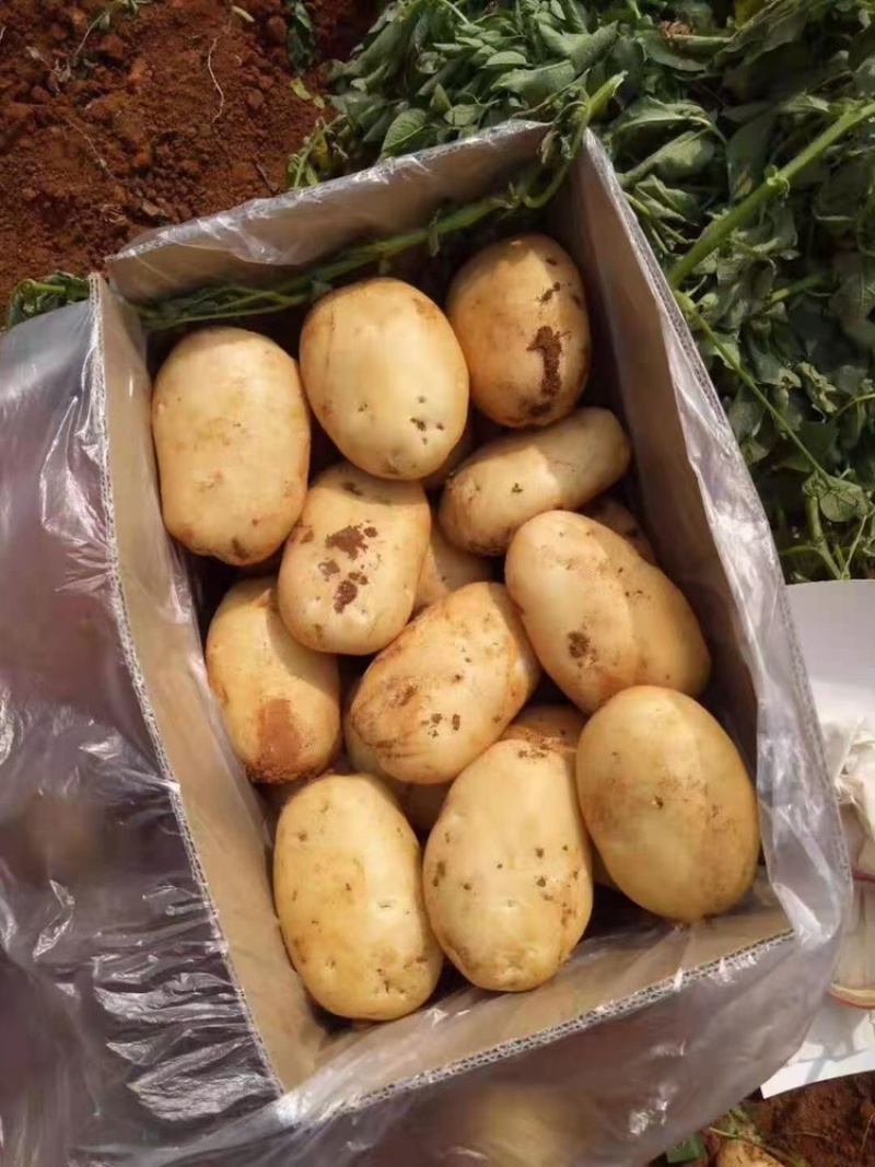 云南开远中和营红土丽薯六号4两起每天出货100吨