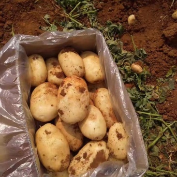 精品土豆🥔丽薯六号3两起步纸箱包装开远中和营