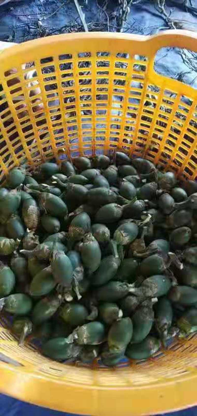 缅甸槟榔