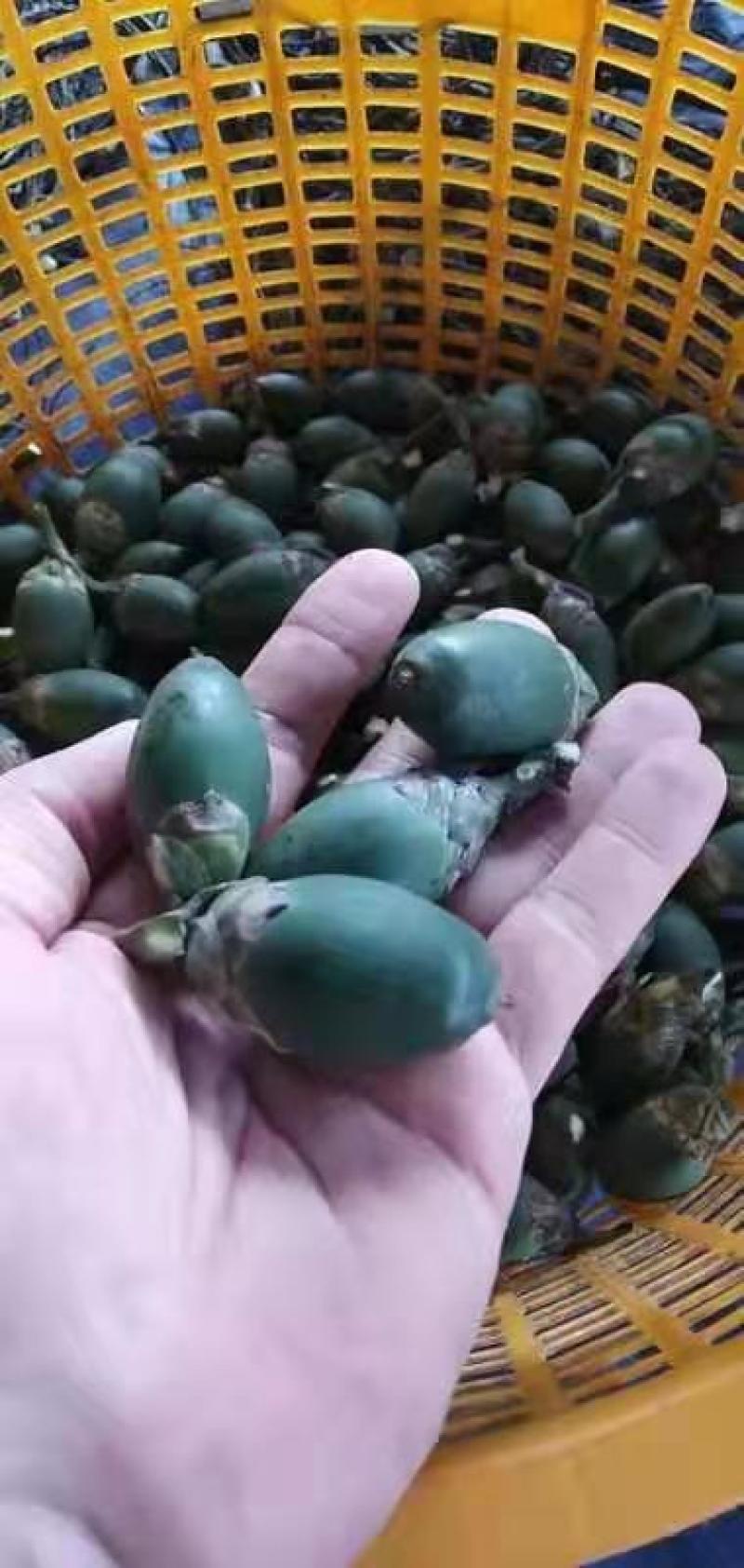 缅甸槟榔