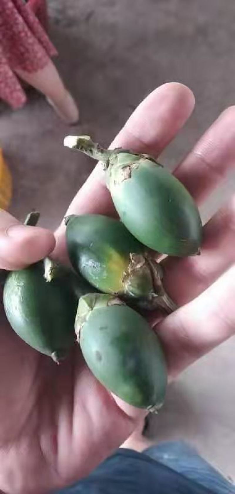 缅甸槟榔