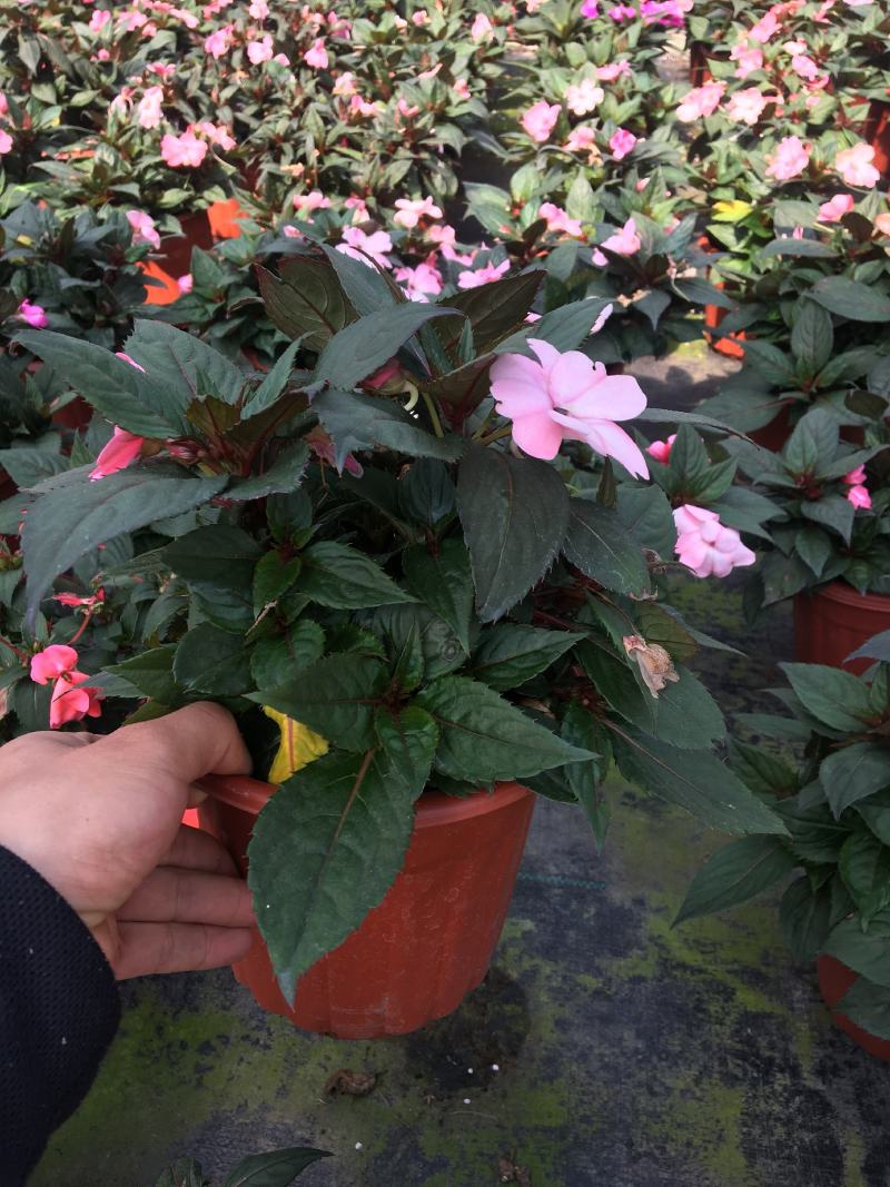 福州大花海棠花卉生产基地
