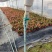 福州大花海棠花卉生产基地