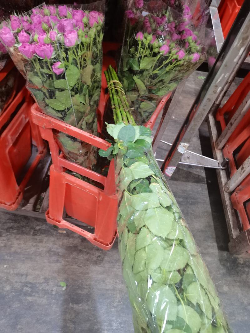 昆明多头玫瑰橙色芭比！云南景昱花卉专发中等以上的货