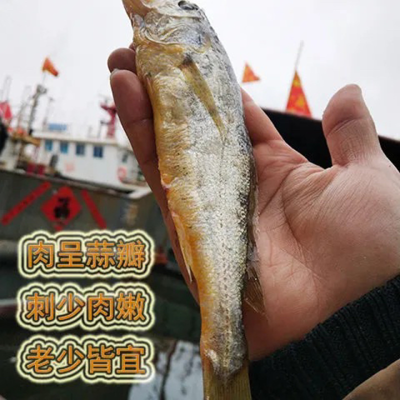 小黄花鱼新鲜黄鱼海鱼冰冻海鲜水产黄鱼小黄鱼