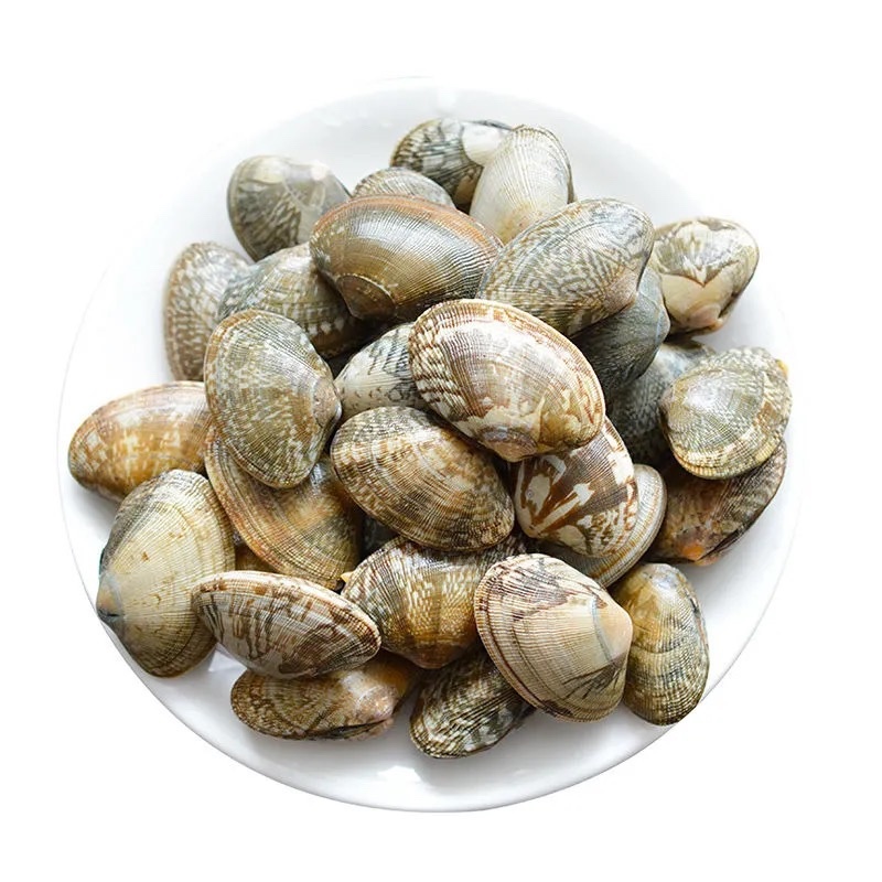 新鲜鲜活超大无沙蛤蜊花蛤文蛤花甲贝类海鲜深海美贝