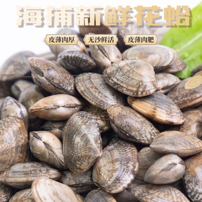 新鲜鲜活超大无沙蛤蜊花蛤文蛤花甲贝类海鲜深海美贝