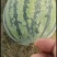 无籽8424，有籽8424，大量有货，保证百分百成熟