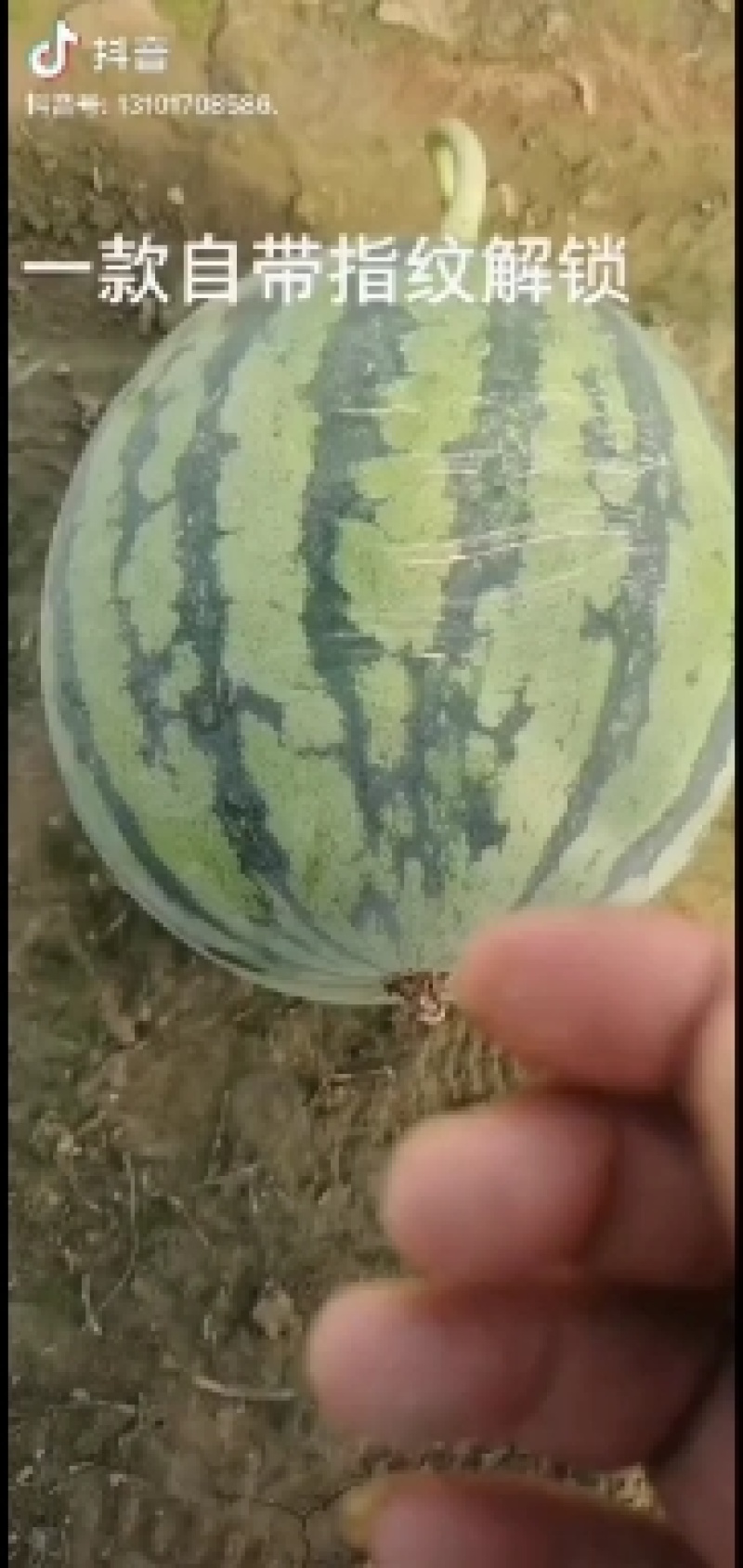 无籽8424，有籽8424，大量有货，保证百分百成熟
