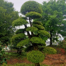 刺冬青桩景,柞树桩景，精品造型刺冬青，精品造型柞树，