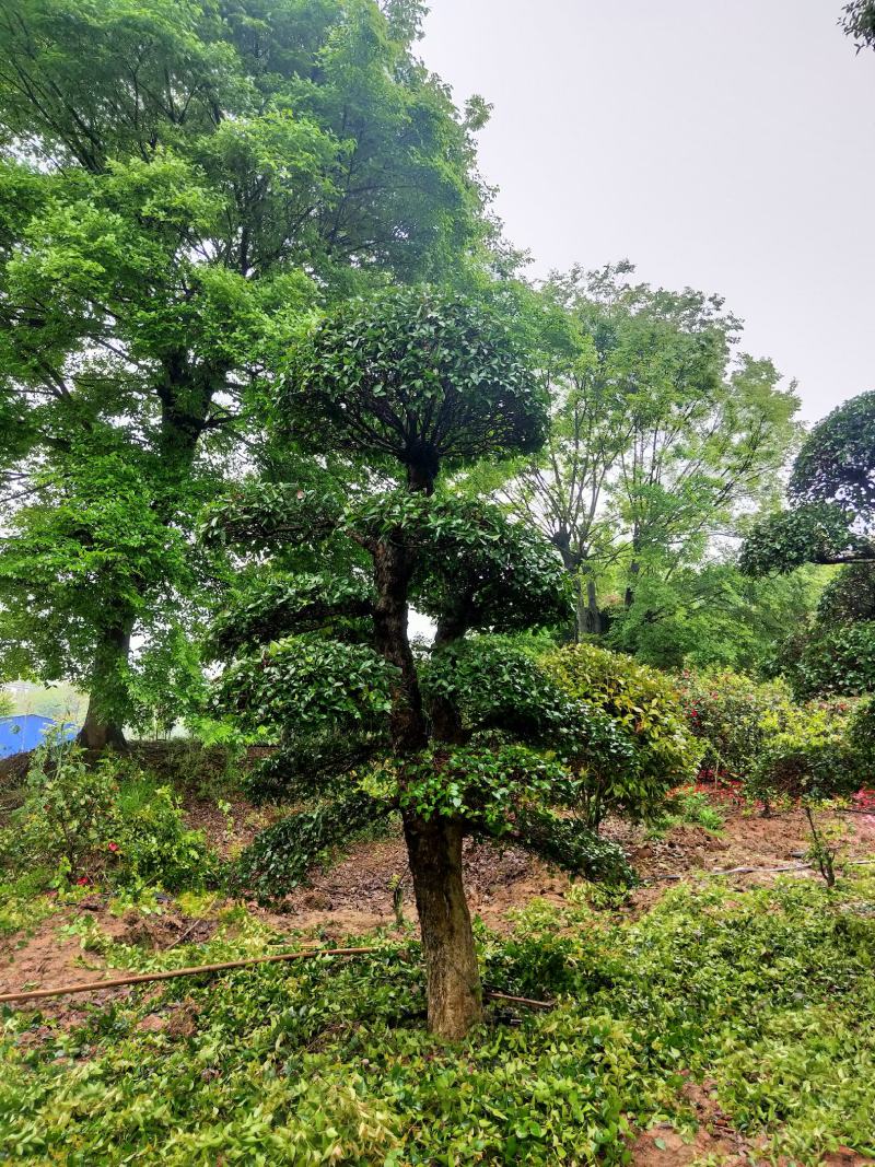 刺冬青桩景,柞树桩景，精品造型刺冬青，精品造型柞树，