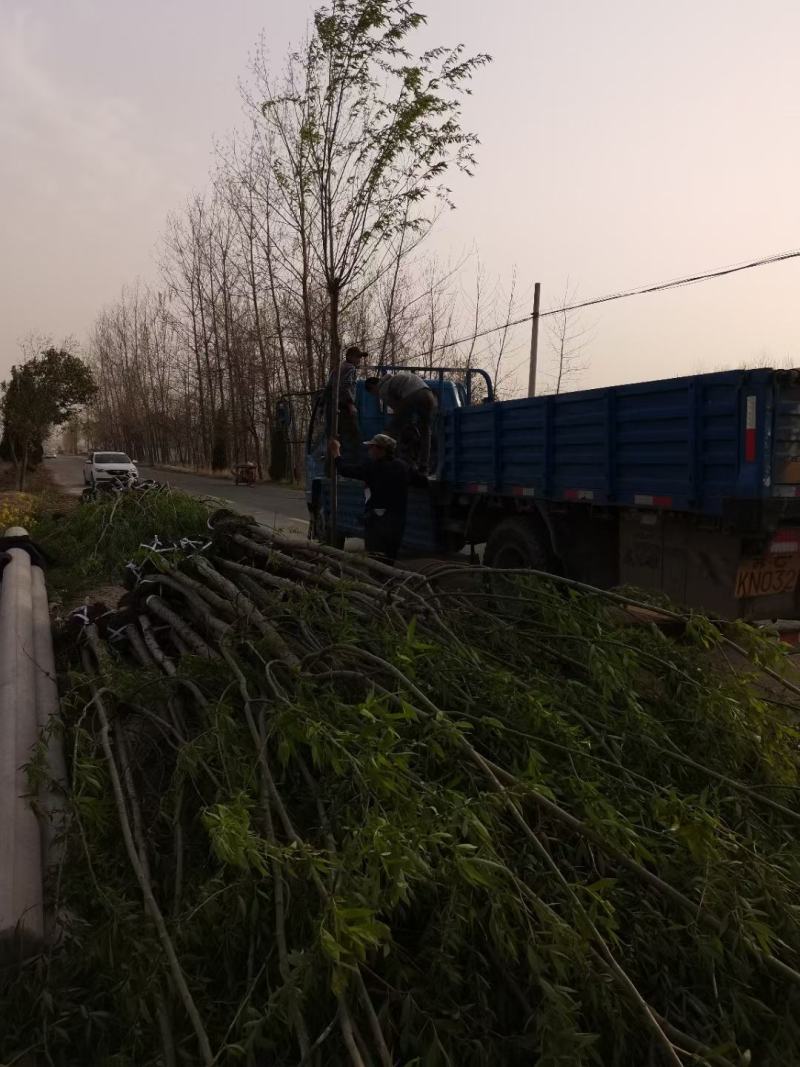 柳树直柳竹柳旱柳苗圃金蝉养殖树行道树农村绿化树