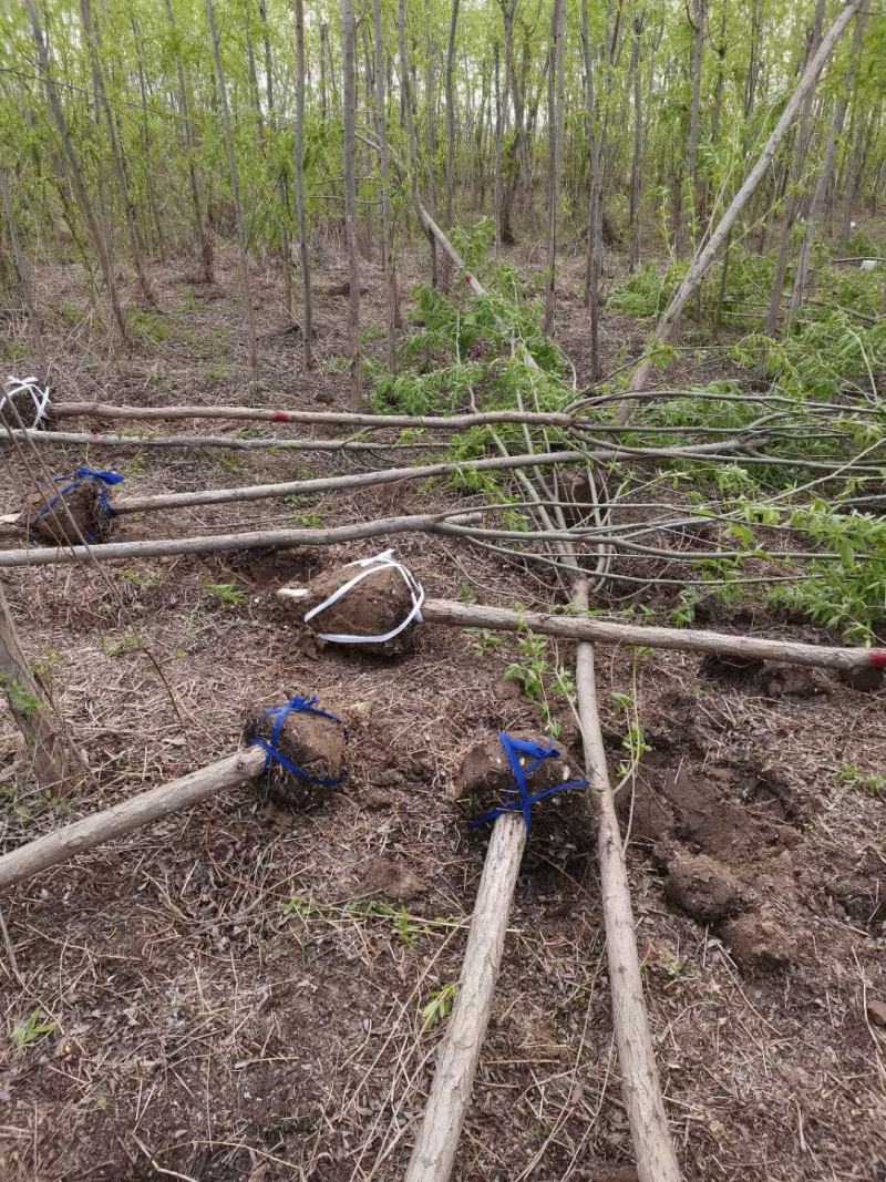 柳树直柳竹柳旱柳苗圃金蝉养殖树行道树农村绿化树