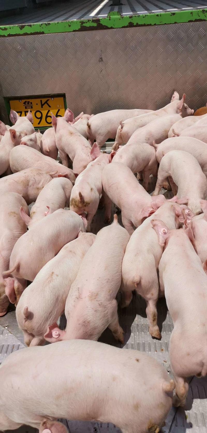 种猪场二元母猪批发怀孕猪长白大白母猪产仔率高欢迎