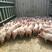 种猪场二元母猪批发怀孕猪长白大白母猪产仔率高欢迎