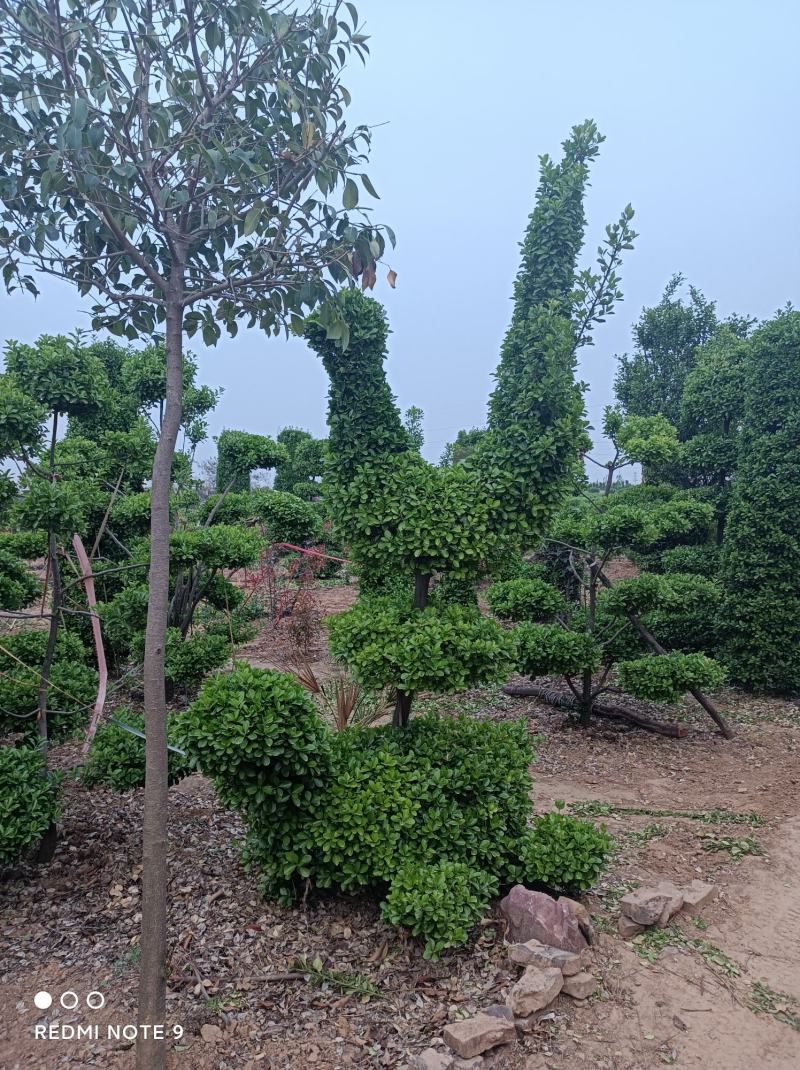 造型树大叶黄杨造型小叶黄杨造型景观树