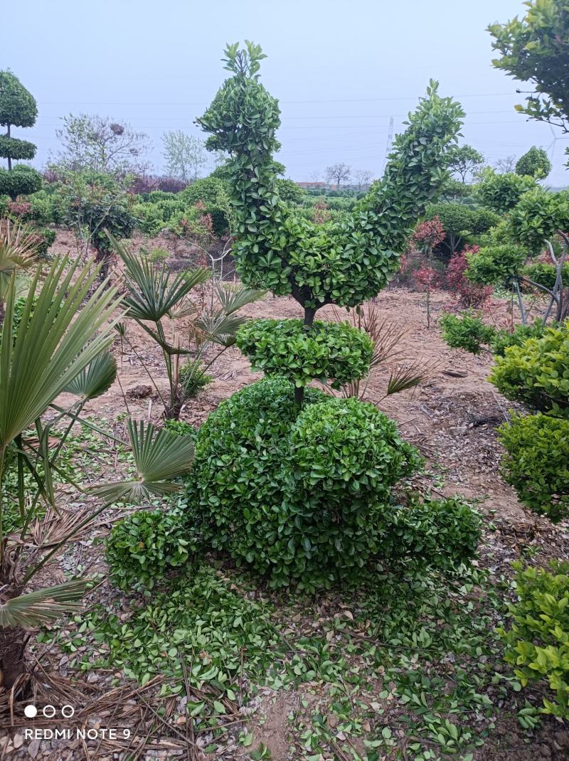 造型树大叶黄杨造型小叶黄杨造型景观树