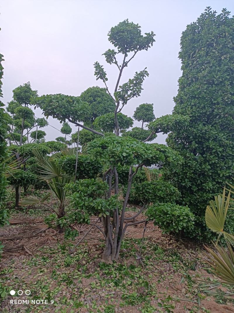 造型树大叶黄杨造型小叶黄杨造型景观树