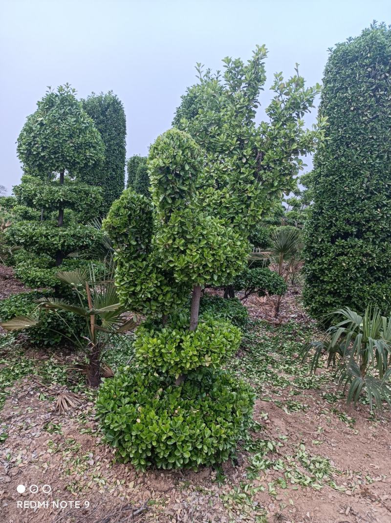 造型树大叶黄杨造型小叶黄杨造型景观树