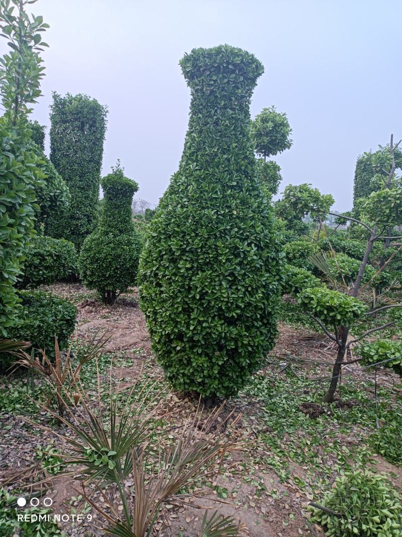 造型树大叶黄杨造型小叶黄杨造型景观树